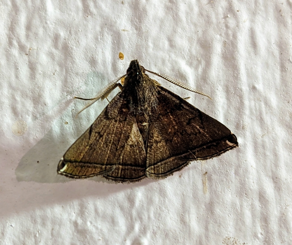 Polypogon kona