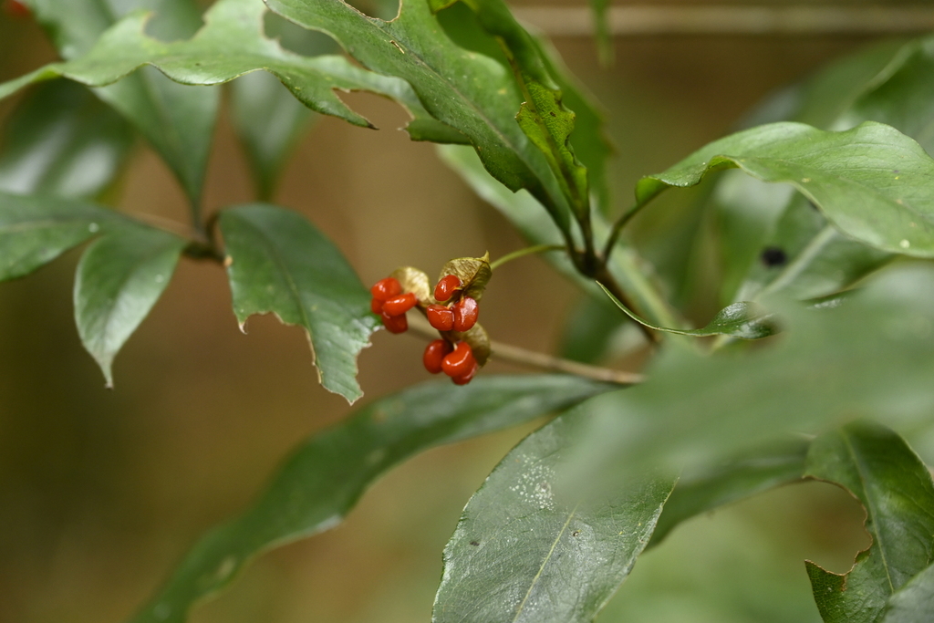 Pittosporum illicioides; photograph (c) 曾昱承 Yu-Cheng Zeng, some rights reserved (CC BY)