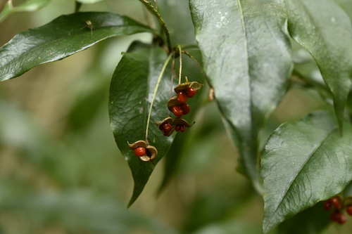Pittosporum illicioides, photograph 3