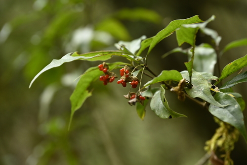 Pittosporum illicioides, photograph 4
