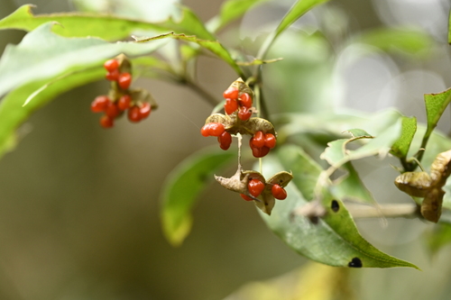 Pittosporum illicioides, photograph 5