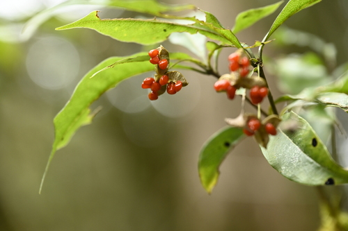 Pittosporum illicioides, photograph 6