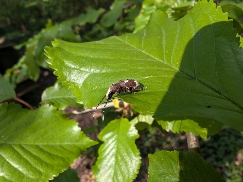 Grootkopsnuittor, 6654 KE Afferden, Netherlands, photo 8 of 10