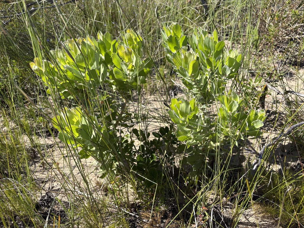 Leucospermum patersonii; photograph (c) Charleen Brunke, some rights reserved (CC BY)
