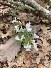Cardamine angustata