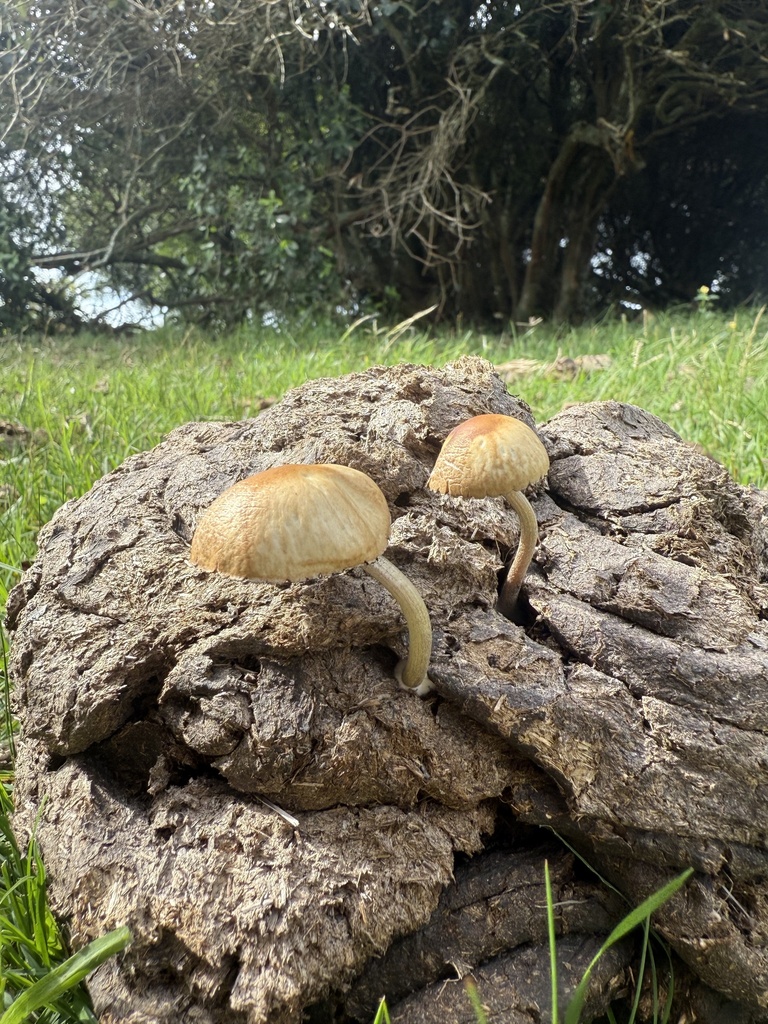 Psilocybe cubensis · April 2026 · photo: © mili_valverde (iNaturalist, cc-by)