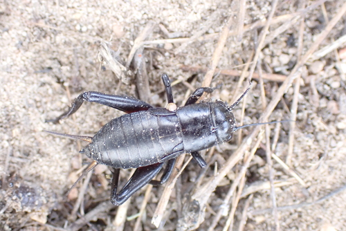 Southern Field Cricket