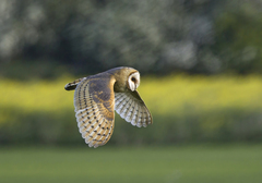 Barn Owl photo 5