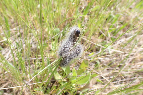 Thaumetopoea herculeana