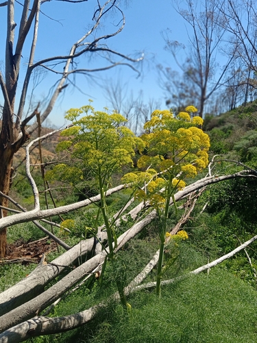 Giant Fennel