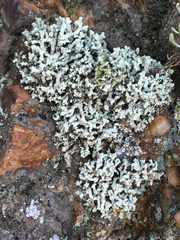 Lecanora phryganitis