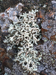 Lecanora phryganitis
