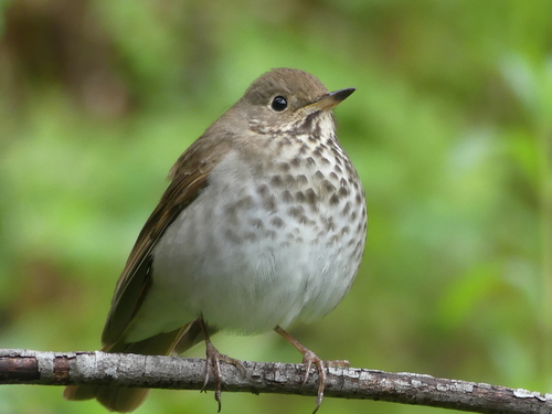 Hermit Thrush, photo 6 of 10