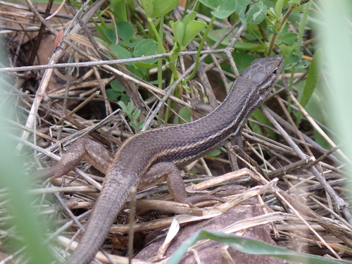 Large Psammodromus