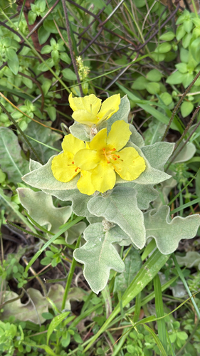 Verbascum undulatum, photograph 5