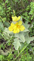 author not stated, no rights reserved Verbascum undulatum, photograph author not stated, no rights reserved