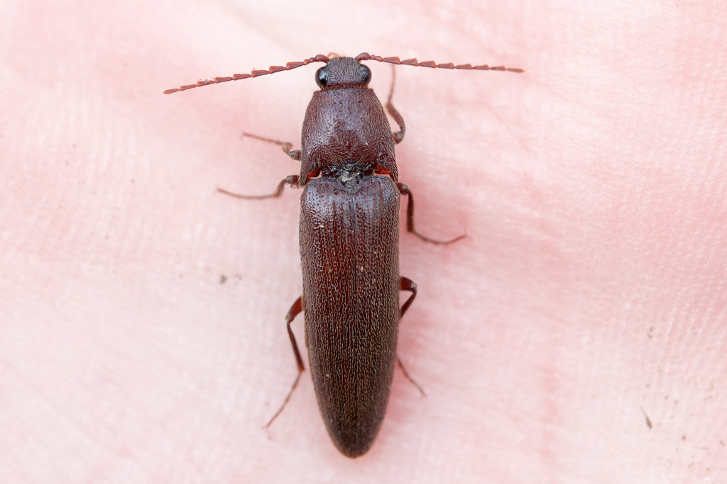 Chestnut-footed Click Beetle