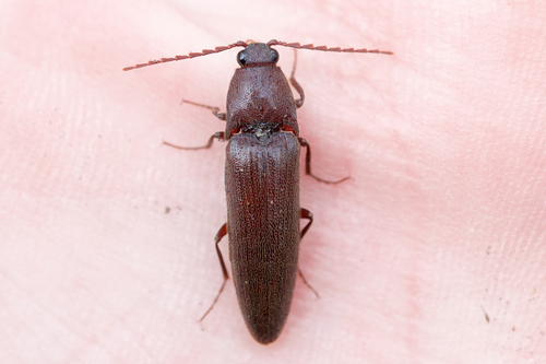Chestnut-footed Click Beetle