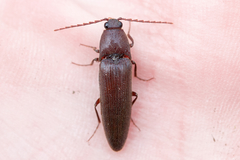 Melanotus castanipes