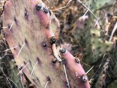 Opuntia azurea