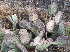 Opuntia azurea