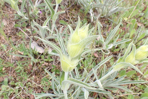 Iberian Lampwick