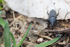 Sphenophorus striatopunctatus