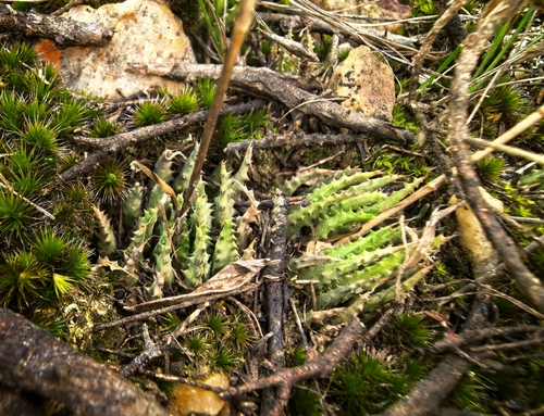Haworthia chloracantha