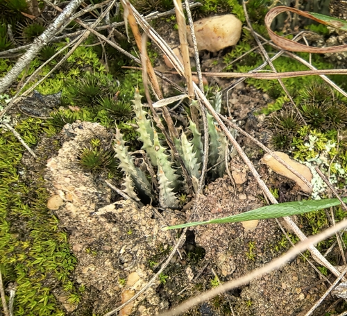 Haworthia chloracantha