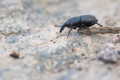 Sphenophorus striatopunctatus