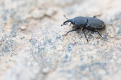 Sphenophorus striatopunctatus