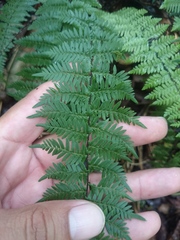 Myriopteris microphylla