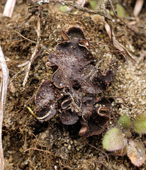 Peltigera lepidophora