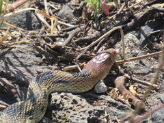 Pituophis deppei
