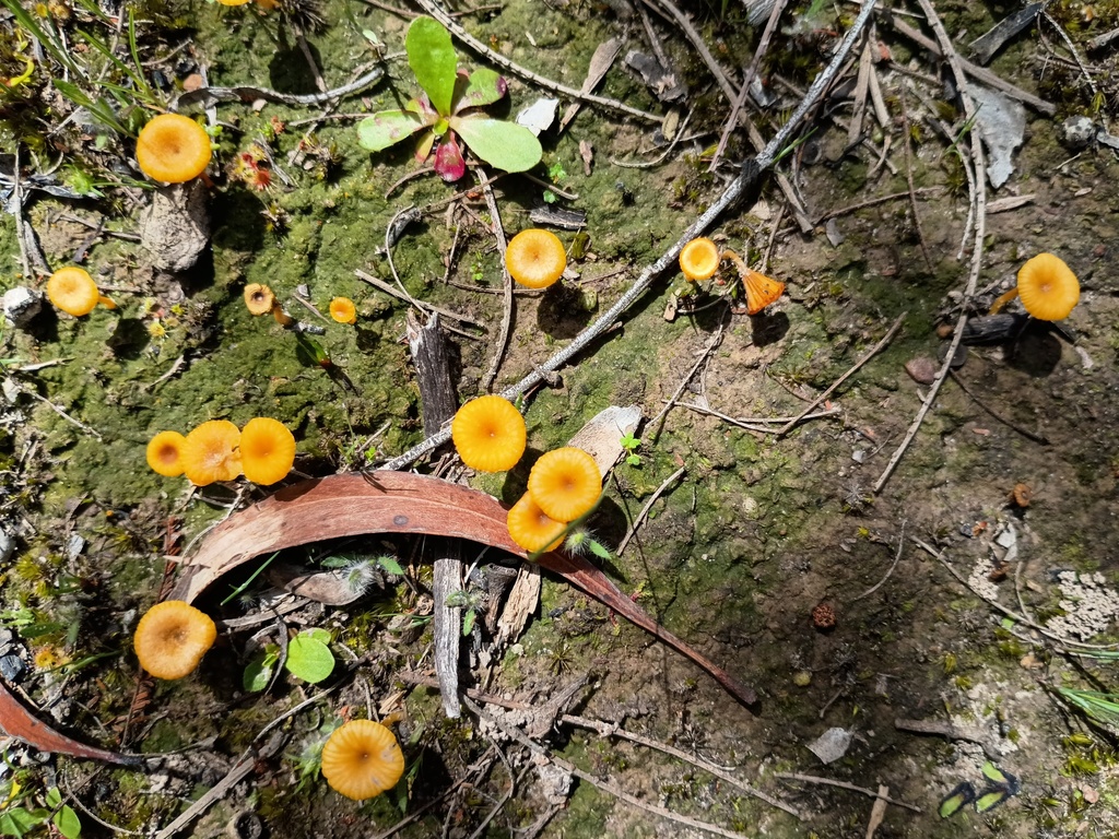 Lichenomphalia chromacea · October 2025 · photo: © grampianshiker (iNaturalist, cc-by)