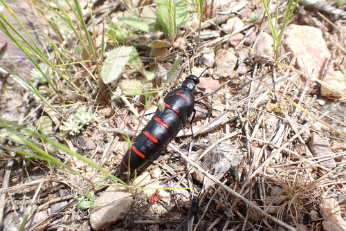 Red-striped Oil Beetle