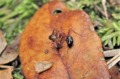 Camponotus snellingi