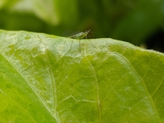 Aphididae