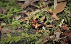 Camponotus snellingi