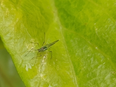 Aphididae