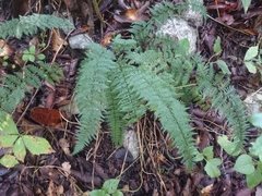 Myriopteris microphylla