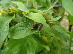 Salticidae