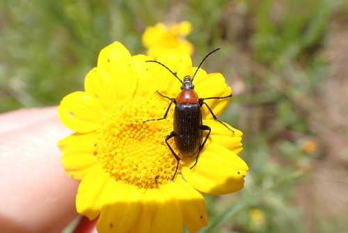 Heliotaurus ruficollis