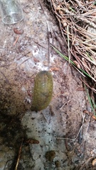 Athoracophorus papillatus