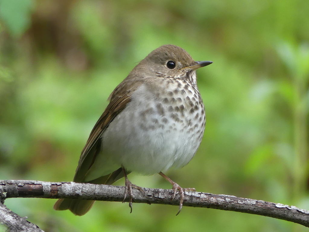 Brown Thrushes and Nightingale-Thrushes