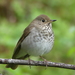 Brown Thrushes and Nightingale-Thrushes - Photo (c) Lauren Glevanik, some rights reserved (CC BY-NC), uploaded by Lauren Glevanik