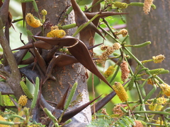 Vachellia collinsii