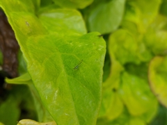 Aphididae