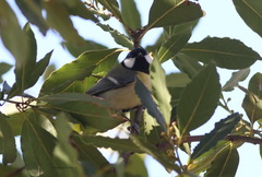 Parus major
