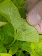 Aphididae